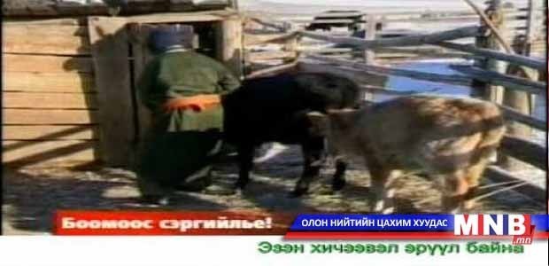 Тодорхойгүй шалтгаанаар мал үхвэл мэргэжлийн байгууллагад хандана уу