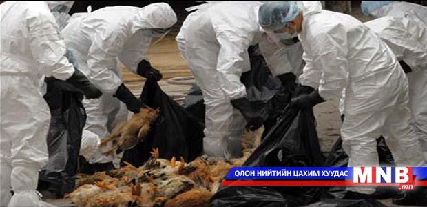 Шувууны махаар халдварлах салмонелл