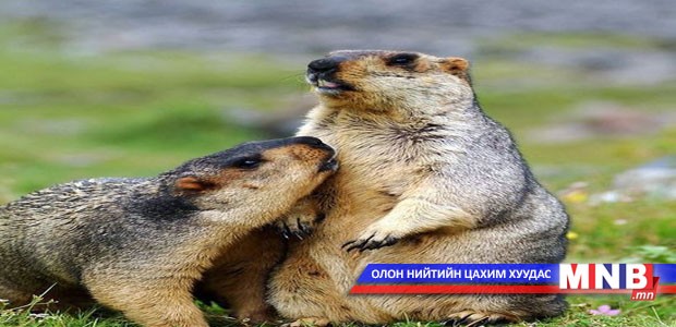 Тарвагачлах зорилгоор хил зөрчсөн иргэдийг саатуулав