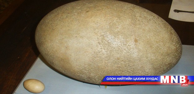 Аварга том өндөг
