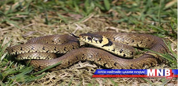 Могойд хатгуулсан хүүхдийн тоо их байна