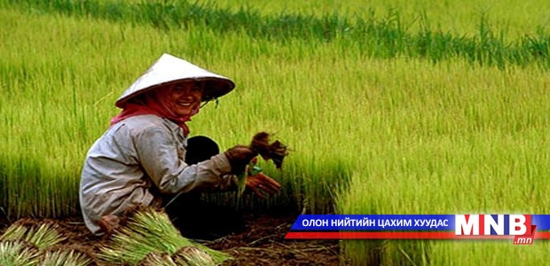 Генийн өөрчлөлттэй цагаан будаа элбэг болжээ