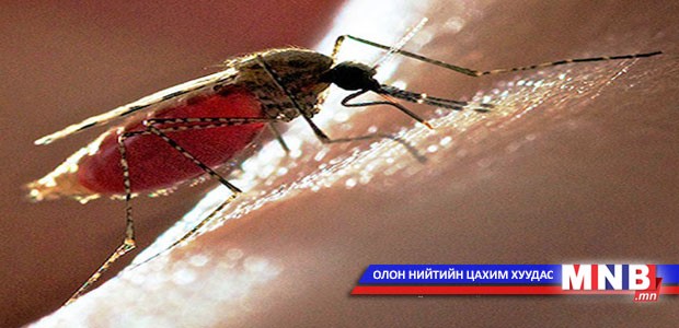 Шумуултай тэмцэх аргаас