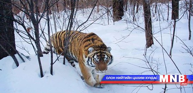 100 жилийн өмнө Монголд бар байжээ