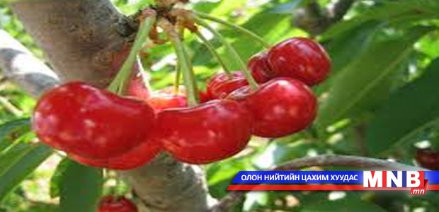 Интоор жимс зүрхэнд сайнаар нөлөөлдөг гэнэ