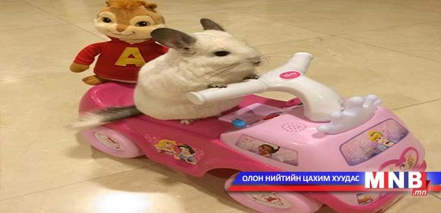 Цахим ертөнцийн од болсон мэрэгч амьтан