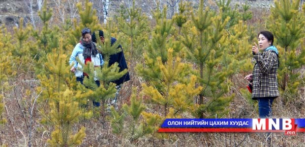Иргэд таримал ойгоо төрд худалджээ
