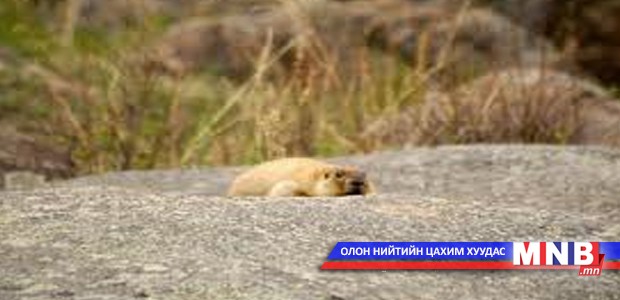 Тарваганы мах зарж байна