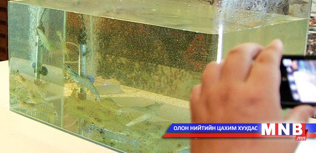 Монголд сам хорхой үржүүлнэ