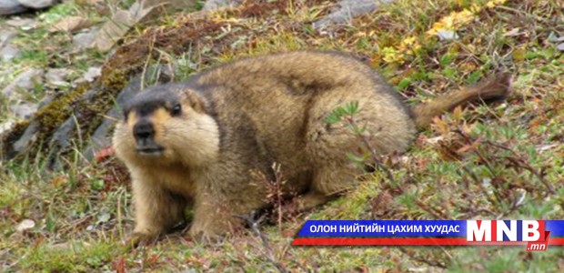 Тарваган тахал өвчнөөс урьдчилан сэргийлээрэй