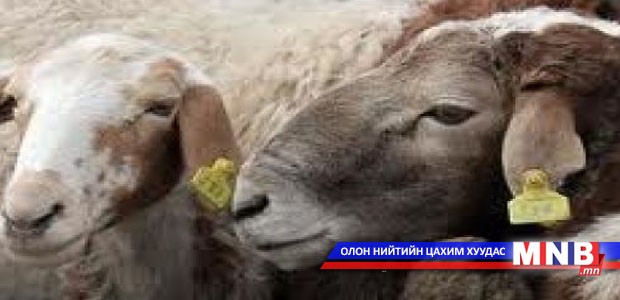 Малын шилжилт хөдөлгөөнийг хянах боломжгүй байна