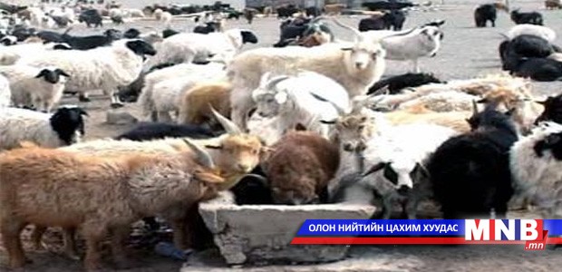 Мал аж ахуйгаас ашиг олох үйлдвэр технологийн парк байгуулах боломжтой