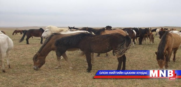 Адуу хулгайлж хил давахыг оролдсон Тува нарт ял оноожээ
