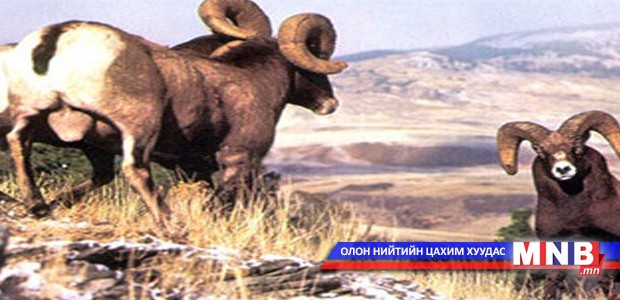 Сайлюгем нуруун дахь аргалийг судалж эхэлнэ