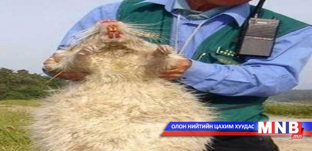 Аварга хулганы тоо 200 давжээ