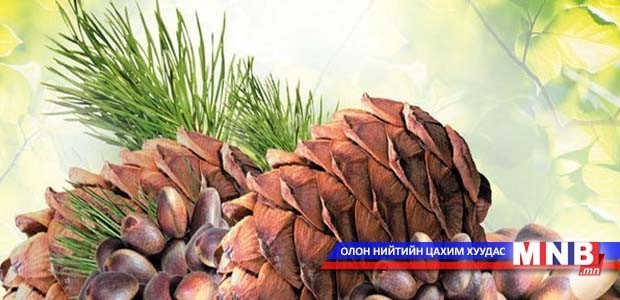 Самар зөвшөөрөлгүй түүгчид бэртэх нь элбэг байна
