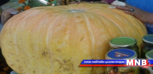 Аварга хулуу 45 кг байжээ