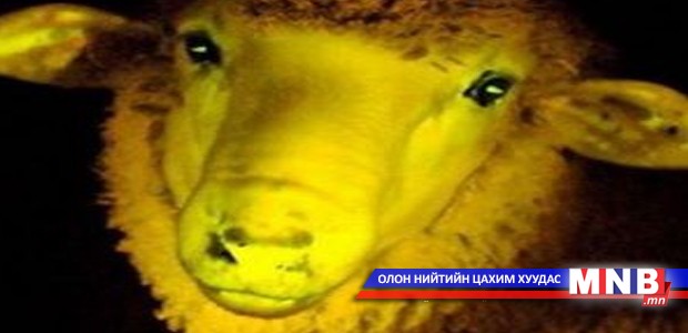 Харанхуйд гэрэлтдэг хонь гарган авчээ