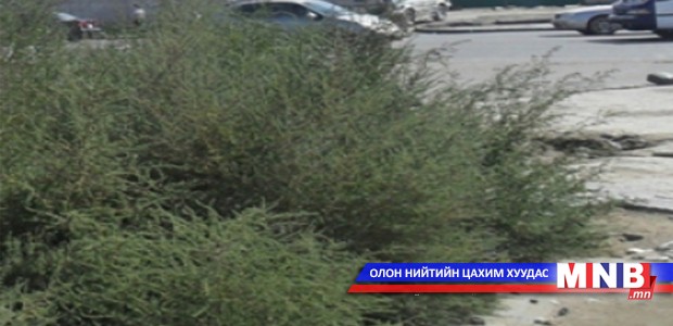 Газрын хог ургамалтай тэмцэх ажлыг зохион байгууллаа
