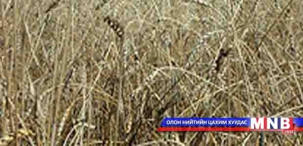 Булган аймагт ургац хураалтын ажил хэвийн үргэлжилж байна