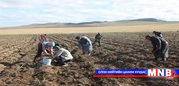 Ургац хураалтын өдрийн хөлс 20-30 мянган төгрөг байна