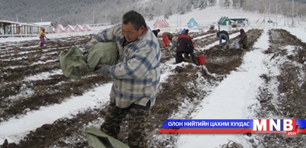 Залуус ургац хураалтад идэвхтэй оролцож байна