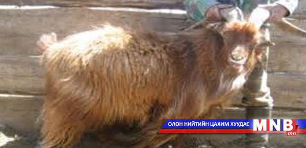 150 ухна ишгийг шилмэл хээлтүүлэгчээр сонгон бойжуулж эхэллээ