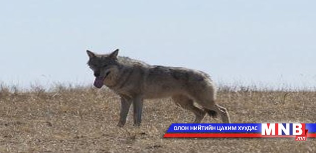 Галзуугийн халдвартай чонын мах идсэн хүмүүст вакцин хийжээ