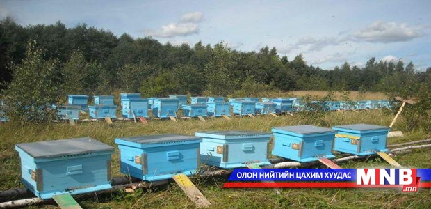Монголд 800 бүл зөгий оруулж ирнэ