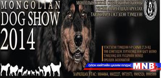 "Шилдэг нохой" шалгаруулна