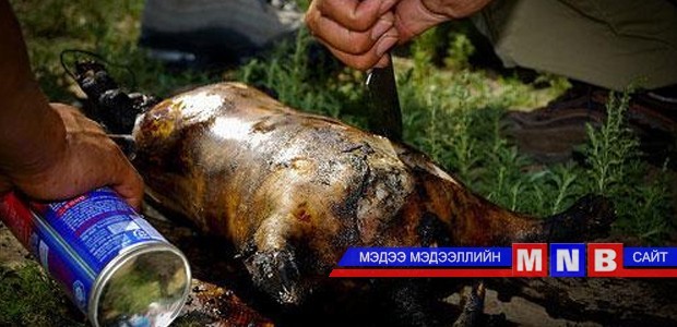Эрдэнэхайрхан сумын иргэн тарваган тахлаар өвчлөөгүй
