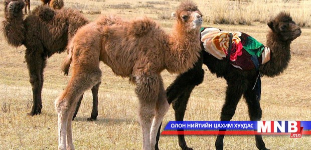 “Ботгохон...” өгүүлэмж