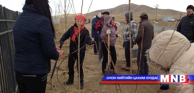 Мод тарих өдрөөр нийслэлийн хэмжээнд 61 мянга гаруй мод, бут, сөөг тарьжээ