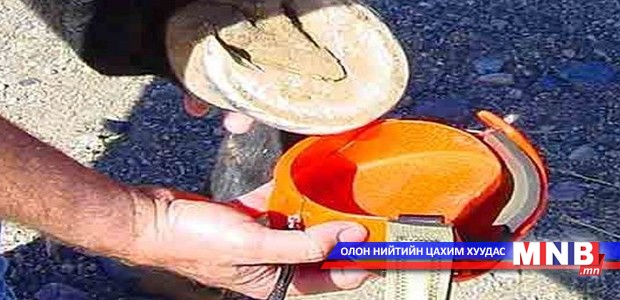 Морьны тах шинэчлэгдлээ