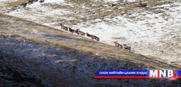 Увс аймагт 1541 аргаль тоологджээ