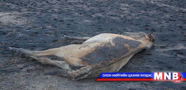 Хээрийн түймрээс болж гурван айл хотоо харлуулжээ