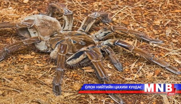 Нохойн гөлөгний хэмжээтэй аалз олджээ