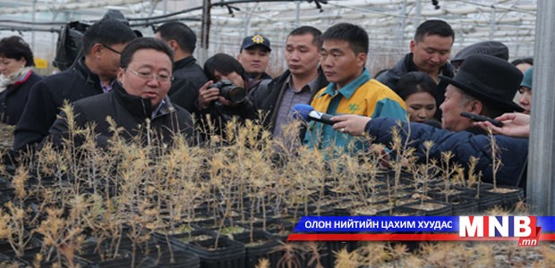 Ц.Элбэгдорж: Нэг мод 10 хүний хэрэглэснийг байгальд эргүүлж нөхдөг гайхамшигтай
