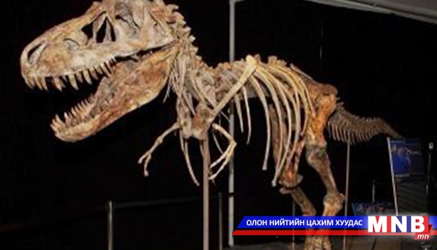 Чулуужсан 22 үлэг гүрвэл маргааш эх орондоо ирнэ