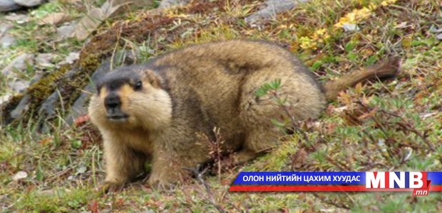 Тарваган тахлаар өвчилсөн иргэнийг эмчилж байна