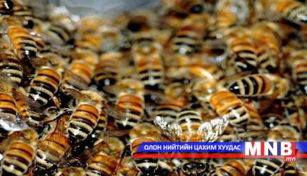 500 эх зөгийг эргэн төлөх нөхцөлтэйгөөр авчээ