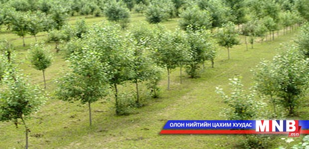 Хөвсгөл аймагт мод, бутны үзэсгэлэн зохион байгуулна