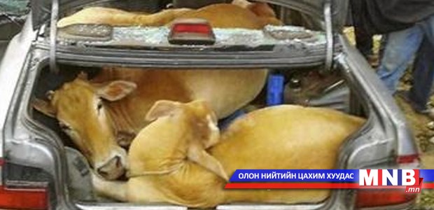 Мал хулгайлах хэргийн талаар судалгаа явуулжээ