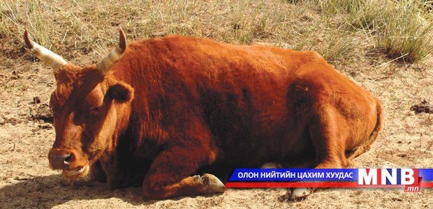 Дорнодод боом гарсан нь тогтоогдлоо