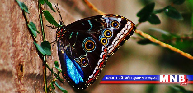 Эрээн эрвээхэй хаачсан бэ?