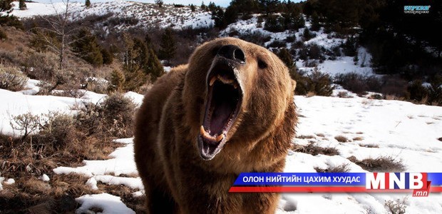 Баавгай агнасан иргэдэд хорих ял оноов