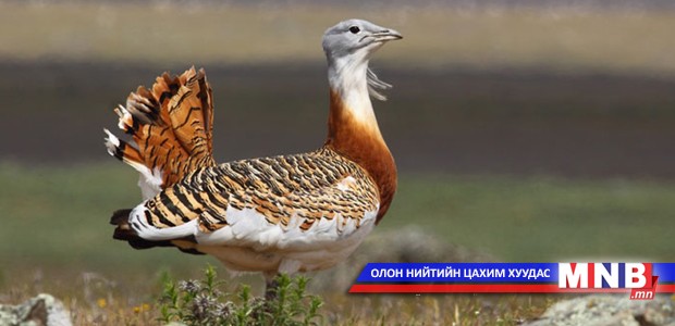 Great Bustard's protection level is increased