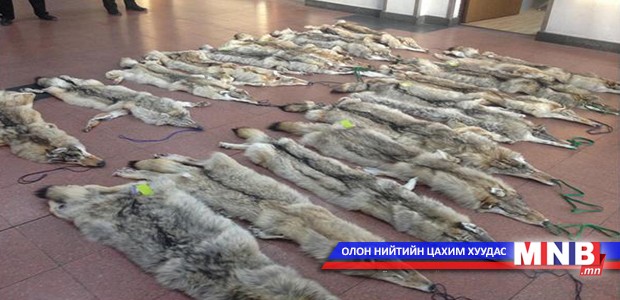 Хууль бусаар чонын арьс тээвэрлэж явсан хятад иргэнийг саатуулав