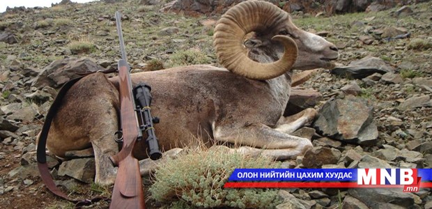 Хууль бусаар янгир агнасан хэрэг илэрлээ
