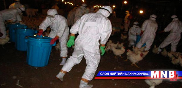 Шувууны фермээс томуу илэрчээ